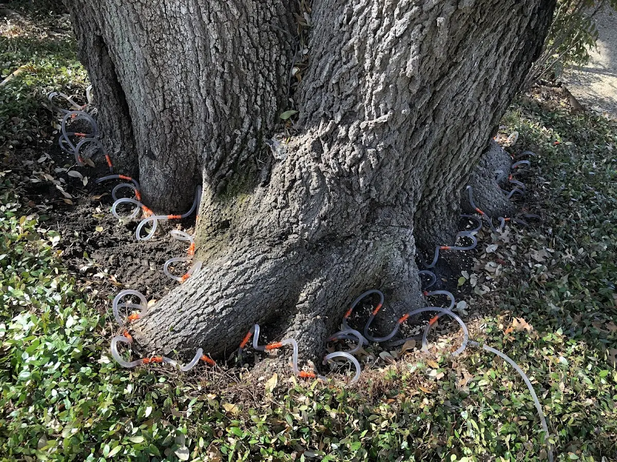 Detailed Tree Cabling and Bracing job site in Worthville