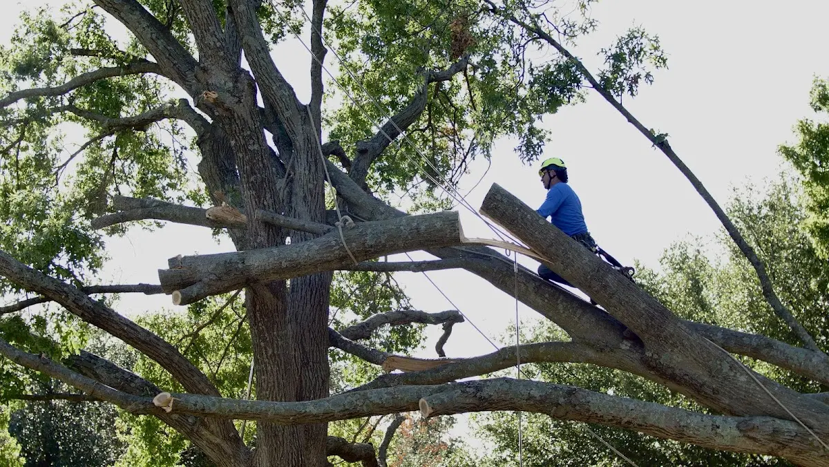 Professional Crown Thinning performed by certified arborists in Worthville