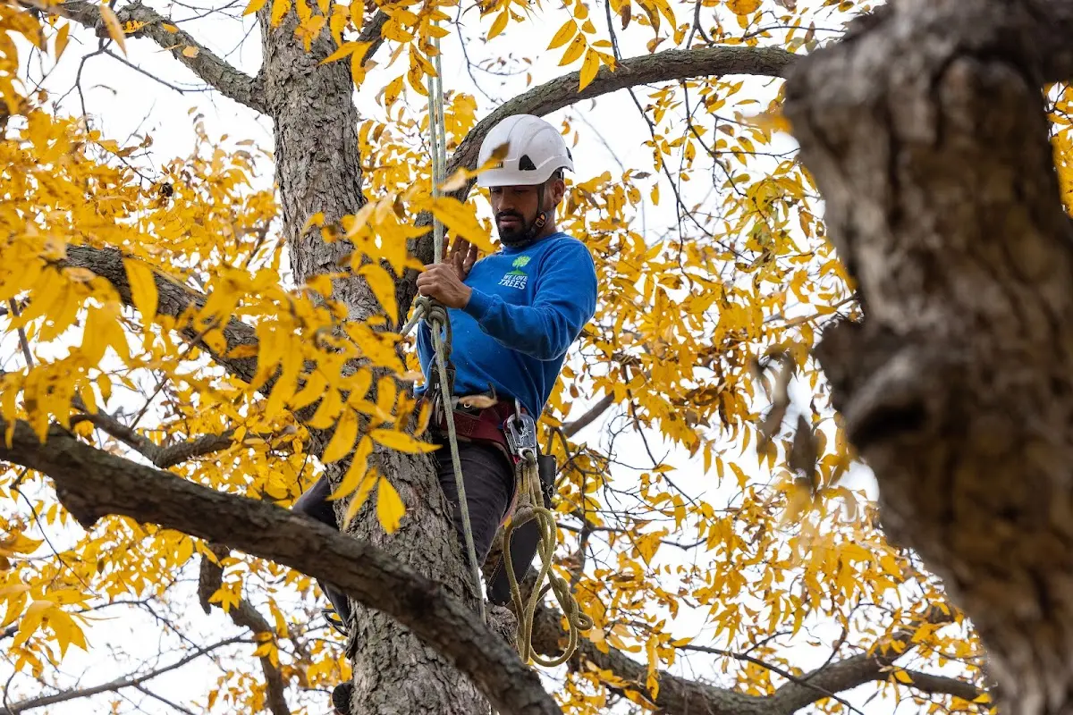 Skilled Tree Planing crew working in Worthville
