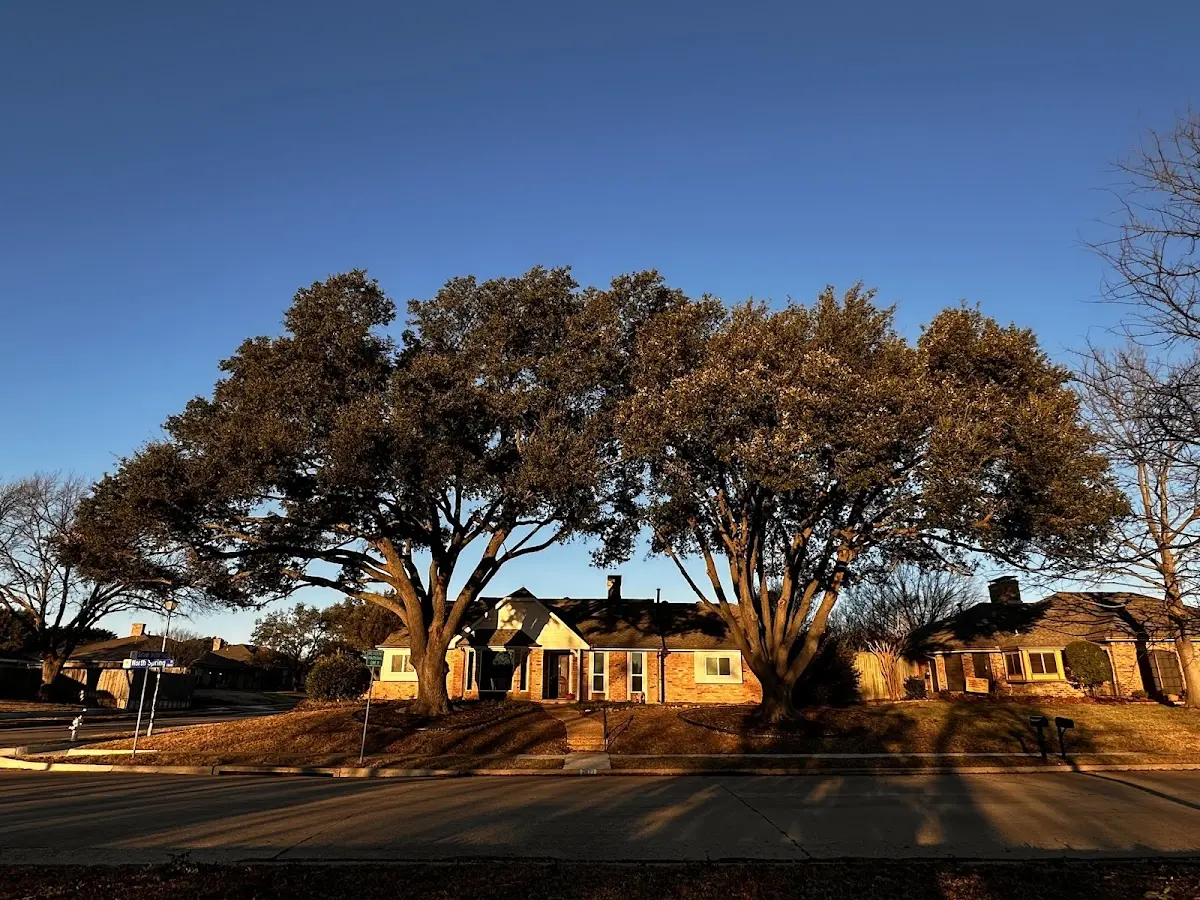 Established residential canopy tree shading a home in Worthville